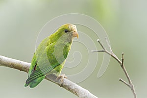 Ceylon Hanging-Parrot in Ella, Sri Lanka