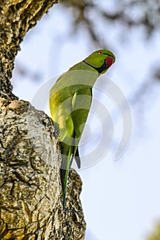 Ceylon hanging parrot in Sri Lanka, specie Loriculus beryllinus