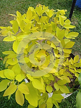 Ceylon home garden green branch leaves