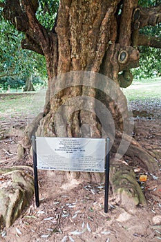 Ceylon iron wood tree Mesua Ferrea planted by Prince Nikolai I in Peradeniya Royal Botanical Gardens near Kandy, Sri Lan