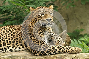 Ceylon leopard