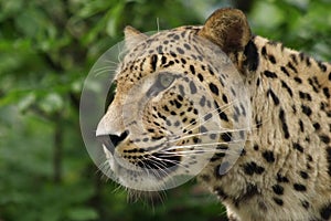 Ceylon leopard