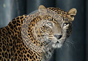 Ceylon Leopard