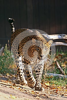 Ceylon leopard