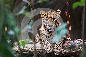 Ceylon leopard lying on a wooden log