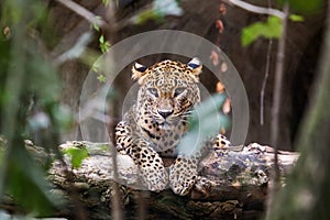 Ceylon leopard lying on a wooden log
