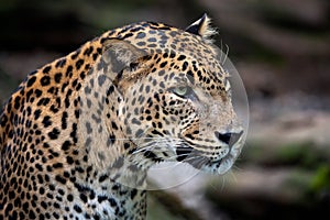 Ceylon leopard, Panthera pardus kotiya photo