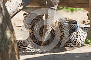 Ceylon Leopard - Panthera pardus kotiya