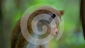 Ceylon macaque, latin name: Macaca Sinica, a species of primate in the marmoset family. It is endemic to Sri Lanka, the