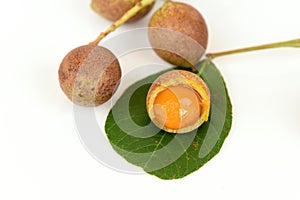 Ceylon oak (Schleichera oleosa (Lour.) Merr.