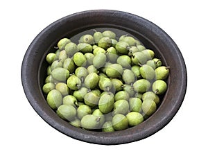 Ceylon Olive in clay pot isolated in white background.