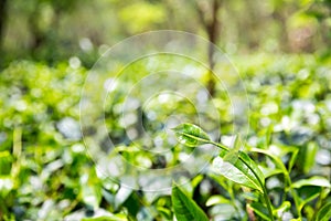 Ceylon tea bushes, green plantations of Sri Lanka