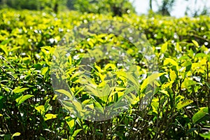 Ceylon tea bushes, green plantations of Sri Lanka