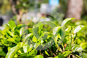 Ceylon tea bushes, green plantations of Sri Lanka