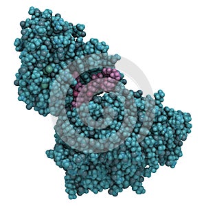 CGRP receptor (RAMP1:CLR fusion protein). Antagonists of the calcitonin gene-related peptide receptor (GCRP receptor antagonists) photo