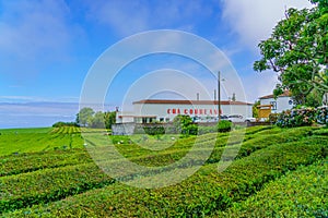 Cha Gorreana tea factory plantation in green summer colours on Sao Miguel island, Azores, Portugal