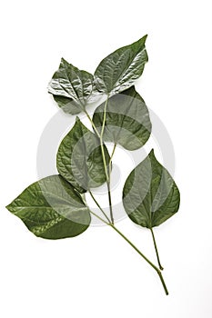 Cha Plu Leaf (Piper Sarmentosum)