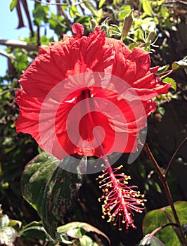A bright red Chaba flower, hibiscus rosa sinensis photo