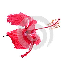 Chaba Flower on white background