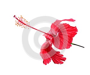 Chaba Flower on white backgrount