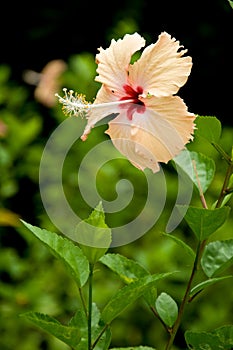Chaba, hibiscus flower photo