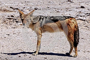 Chacal in Etosha parc photo