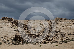 Chaccu: prehispanic ancestral technique to capture and shearing of vicunas Vicugna vicugna Las Cuevas.