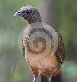 Chachalaca