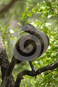 Chachalaca