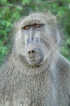 Chacma Baboon photo