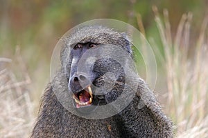 Chacma baboon