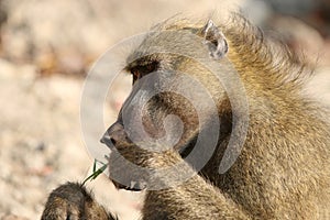 Chacma Baboon