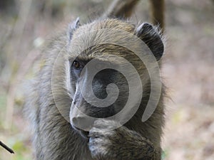 Chacma baboon