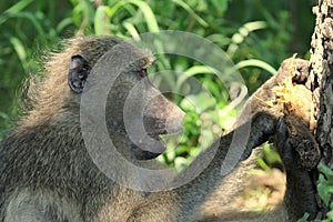 Chacma Baboon