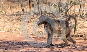 A chacma baboon in Africa photo