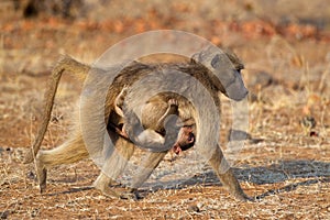 Chacma baboon with baby photo