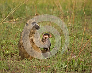 Chacma Baboon baby and leaf