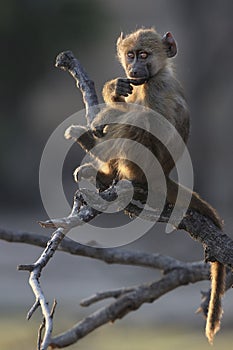 Chacma Baboon Baby sitting in a tree