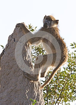 Chacma Baboon climbing rock