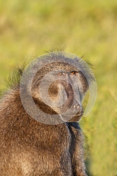 Chacma Baboon close up of the head