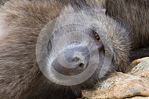 Chacma baboon closeup