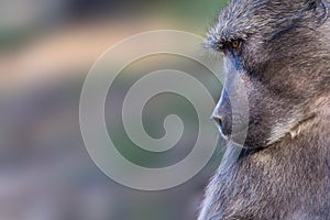 Chacma baboon closeup