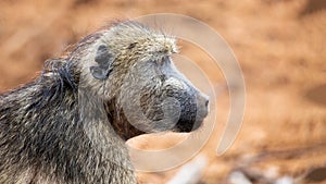 Chacma Baboon Closeup Profile