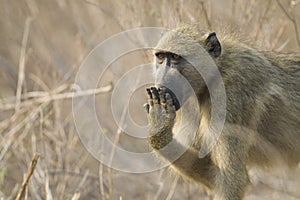 Chacma Baboon covering mouth, Botswana