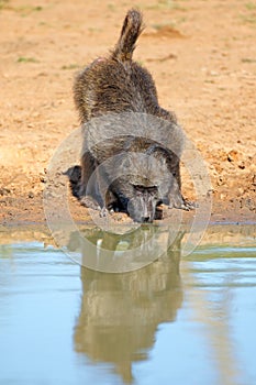 Chacma baboon drinking water