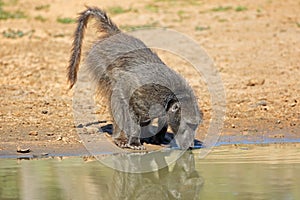 Chacma baboon drinking water - South Africa