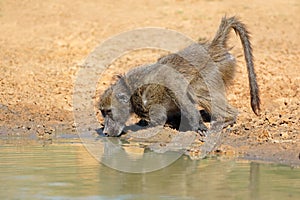 Chacma baboon drinking water - South Africa