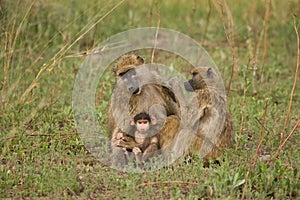 Chacma Baboon family group