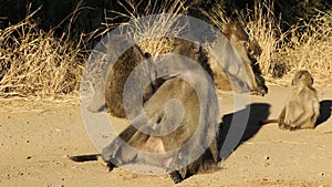 Chacma baboon family - Kruger National Park