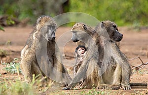 Chacma baboon family troop interaction